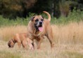 /album/brutus/brutus-4-jpg/